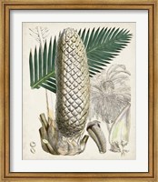 Sago Palms II Fine Art Print