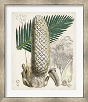 Sago Palms II Fine Art Print