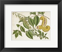 Tropical Foliage & Fruit I Fine Art Print