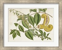 Tropical Foliage & Fruit I Fine Art Print