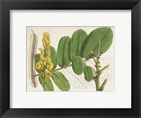 Tropical Foliage & Fruit II Fine Art Print