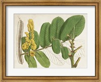 Tropical Foliage & Fruit II Fine Art Print