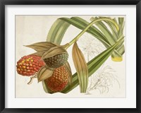 Tropical Foliage & Fruit III Fine Art Print