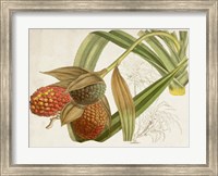 Tropical Foliage & Fruit III Fine Art Print