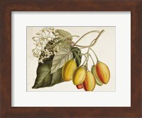 Tropical Foliage & Fruit IV Fine Art Print