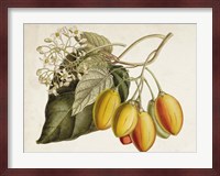 Tropical Foliage & Fruit IV Fine Art Print