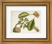 Tropical Foliage & Fruit V Fine Art Print