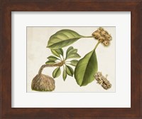 Tropical Foliage & Fruit V Fine Art Print