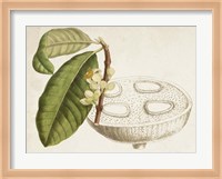 Tropical Foliage & Fruit VII Fine Art Print