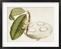 Tropical Foliage & Fruit VII Fine Art Print