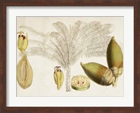 Tropical Foliage & Fruit VIII Fine Art Print