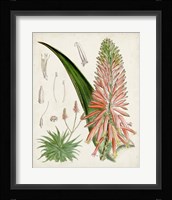 Delicate Tropicals I Framed Print