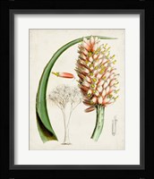 Delicate Tropicals III Framed Print
