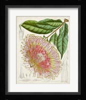 Delicate Tropicals IV Framed Print