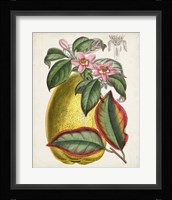 Delicate Tropicals V Framed Print