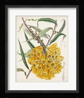 Delicate Tropicals VI Framed Print