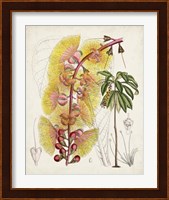 Delicate Tropicals VII Fine Art Print