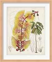 Delicate Tropicals VII Fine Art Print