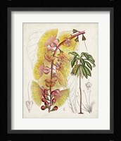 Delicate Tropicals VII Framed Print