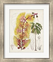 Delicate Tropicals VII Fine Art Print