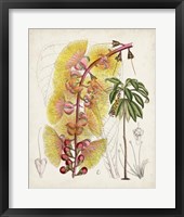 Delicate Tropicals VII Framed Print