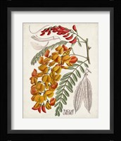 Delicate Tropicals IX Framed Print