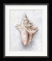 White Shell Study I Fine Art Print