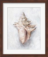 White Shell Study I Fine Art Print