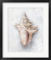 White Shell Study I Framed Print