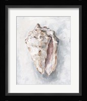 White Shell Study II Framed Print