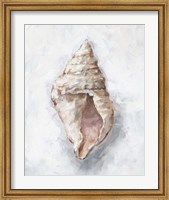 White Shell Study III Fine Art Print