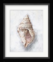 White Shell Study III Fine Art Print