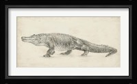 Alligator Sketch Fine Art Print