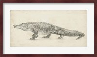 Alligator Sketch Fine Art Print