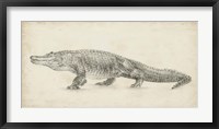 Alligator Sketch Framed Print