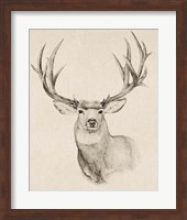 Natural Buck II Fine Art Print