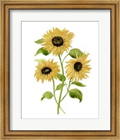 Sunflower Trio I Fine Art Print