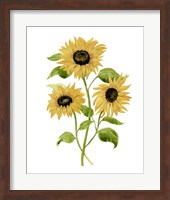 Sunflower Trio I Fine Art Print