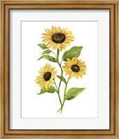 Sunflower Trio II Fine Art Print