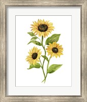 Sunflower Trio II Fine Art Print