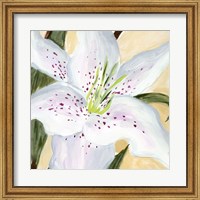 White Lily I Fine Art Print