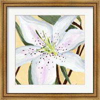 White Lily II Fine Art Print