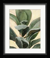 Plant Study II Framed Print