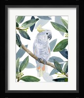 Cockatoo Perch I Framed Print