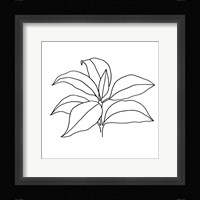 Foliage Contour III Framed Print
