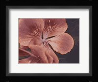 Garden Geraniums I Fine Art Print