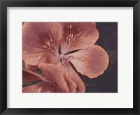 Garden Geraniums I Framed Print