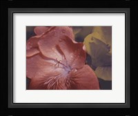 Garden Geraniums II Fine Art Print