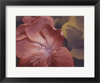 Garden Geraniums II Fine Art Print