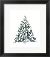 Blue Spruce I Fine Art Print